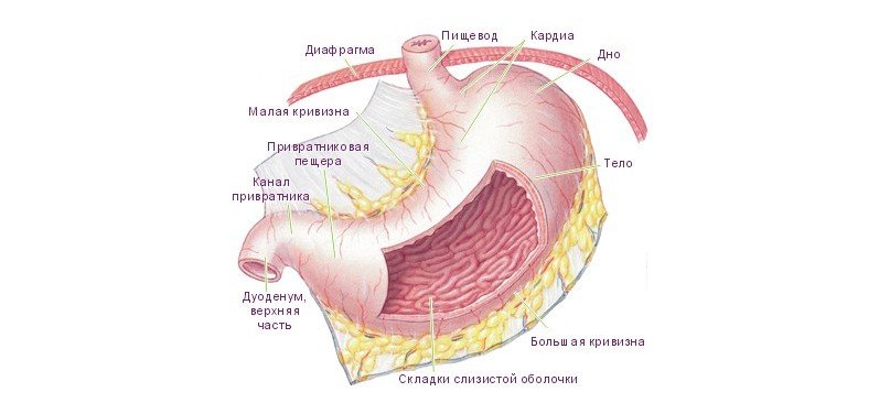 Що можна їсти при болях у шлунку?