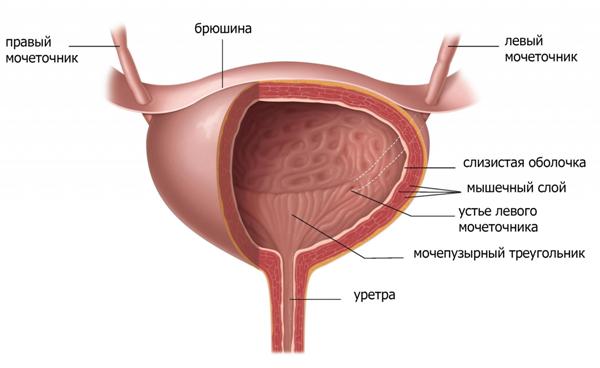 Хвороби сечового міхура у жінок - ознаки, лікування і профілактика