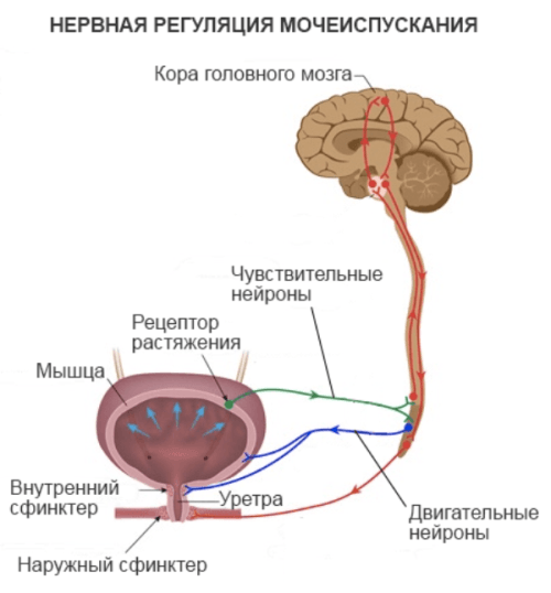 Хвороби сечового міхура у жінок - ознаки, лікування і профілактика