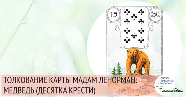 Карта Ленорман «Ведмідь» в ворожінні: значення і поєднання з іншими картами