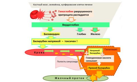 Як знизити білірубін в крові