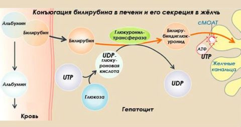 Підвищити білірубін в крові - рекомендації