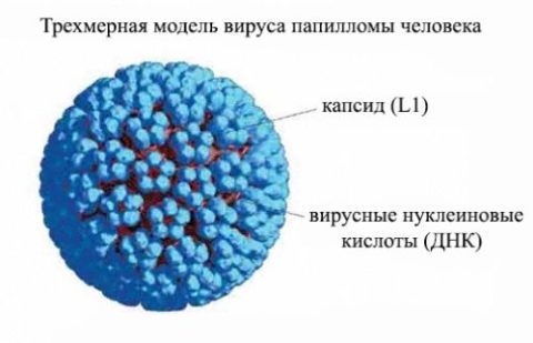 Аналіз ВПЛ (вірус папіломи людини)