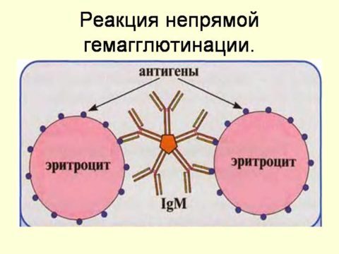 Серологічне дослідження крові