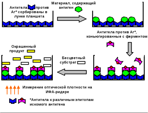 Серологічне дослідження крові