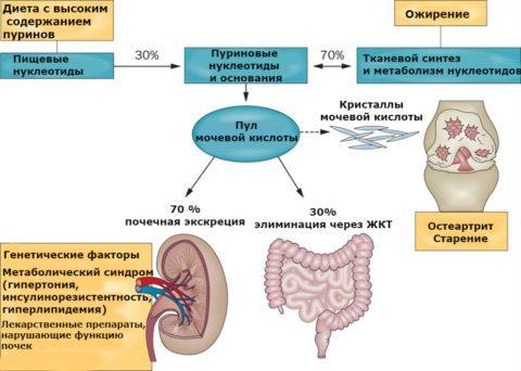 Чому сечова кислота в крові знижена?